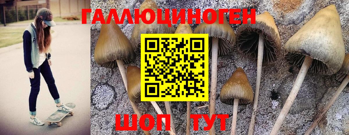 Галлюциногенные грибы Psilocybine cubensis Ачинск